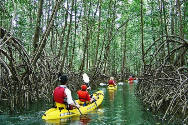 Mangroves-at-Manuel-Antonio-Beach